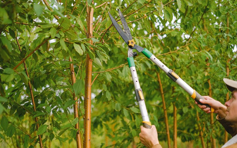 Tree trimming in Tiptonville, TN